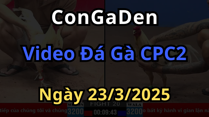 Xem lại đá gà cpc2 thomo ngày 23/3/2025 tường thuật trực tiếp