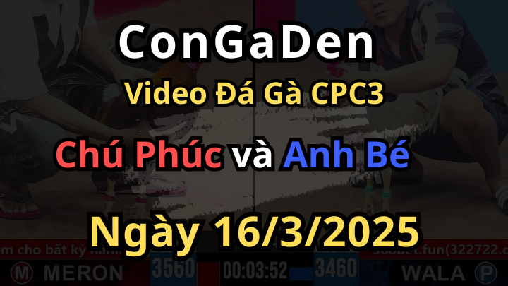 Đẳng Cấp Vua Gà Nòi Đá Gà CPC3 Ngày 16/3/2025
