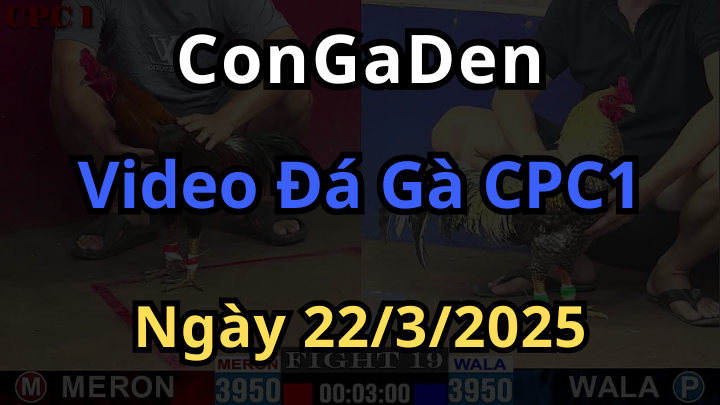 Xem lại đá gà trực tiếp cpc1 thomo ngày 22/3/2025