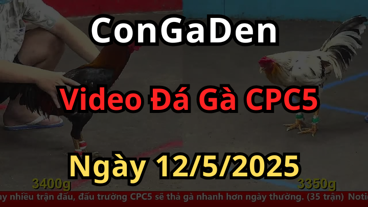 Phát lại Đá Gà Trực Tiếp CPC5 hôm nay ngày 12/5/2025