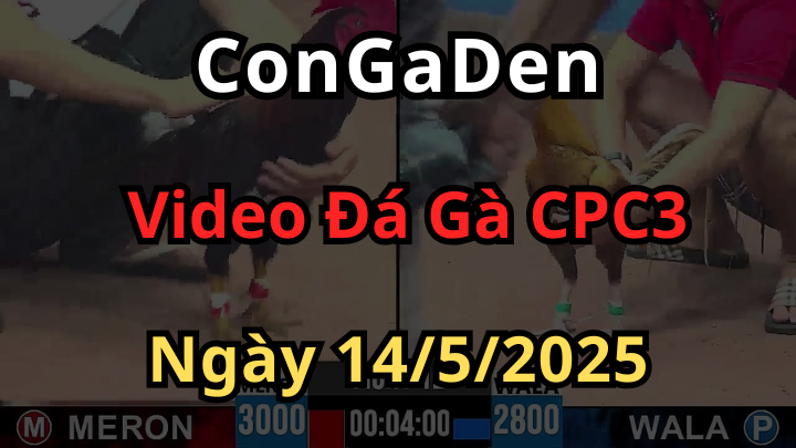 Video Đá Gà Trực Tiếp CPC3 ngày 14/5/2025 Có Bình Luận