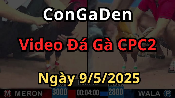 Xem Đá Gà Trực Tiếp Thomo CPC2 Ngày 9/5/2025 Có Bình Luận