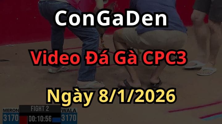 Video Đá Gà Trực Tiếp CPC3 Ngày 8/1/2026 Mới Nhất